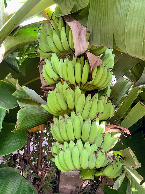 Free Banana Tree photo and picture