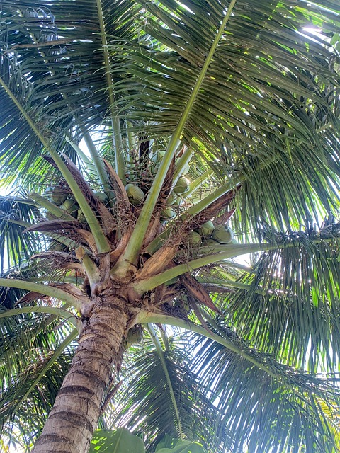 Free Coconut Tree Vietnam photo and picture