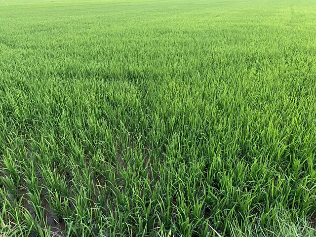 Free Rice Field Paddy photo and picture