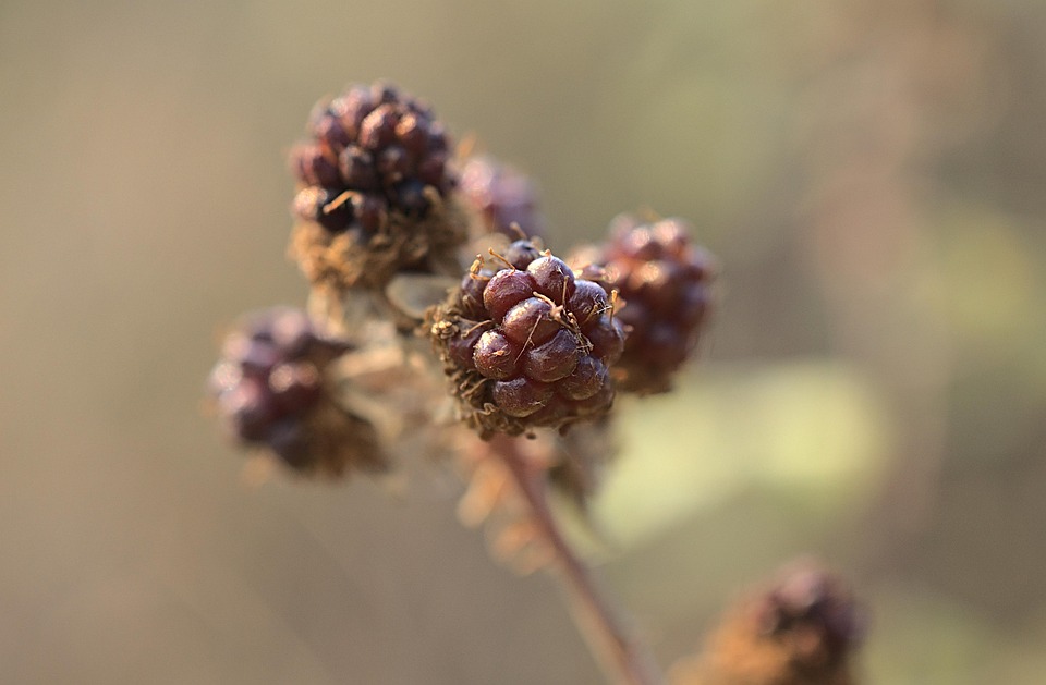 blackberries-7343505_960_720.jpg