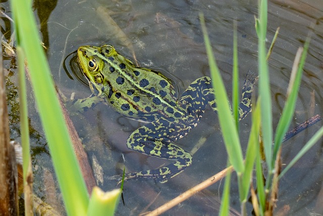 Free Frog Wildlife photo and picture