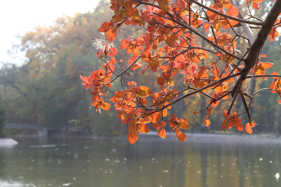 autumn-7343639_960_720.jpg