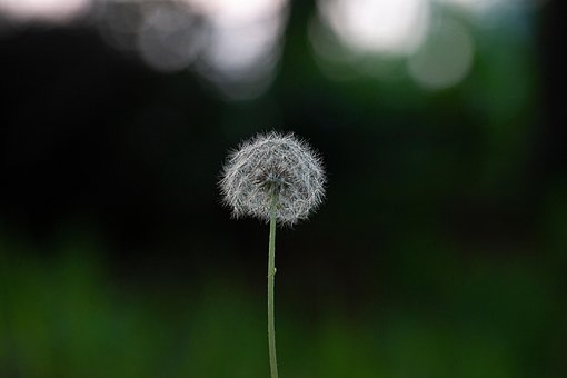 Löwenzahn Halle, Wilde Blume, Pflanze