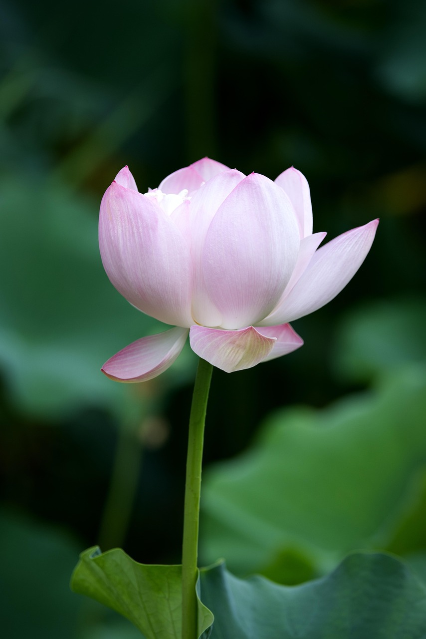 Lotus In Full Bloom Summer Free photo on Pixabay Pixabay