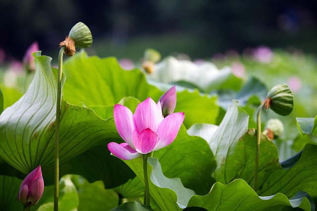 Más de 10 000 imágenes gratis de Lotus Development y Lotus - Pixabay