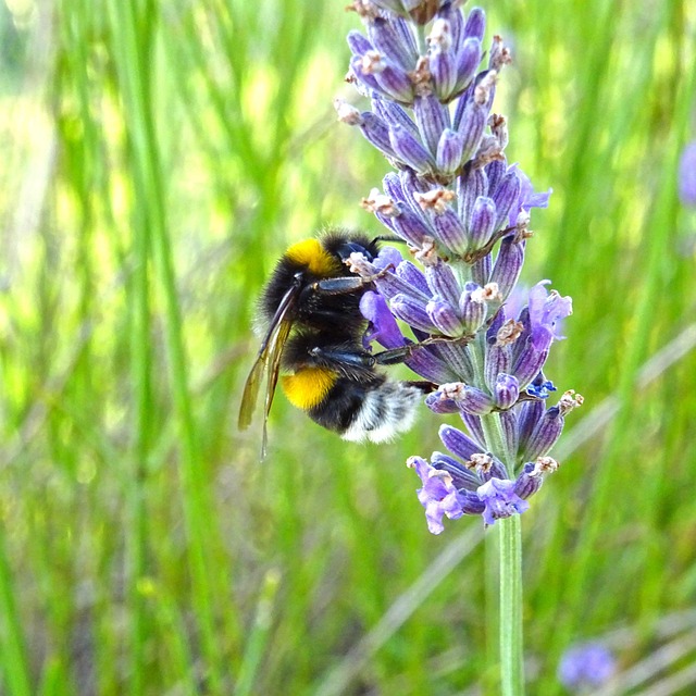 Download free HD stock image of Lavender Bumblebee Free Lavender Bumblebee photo and picture