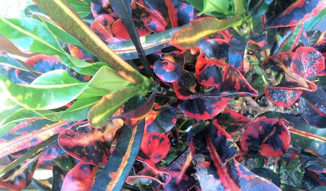 Free Flower Exotic photo and picture