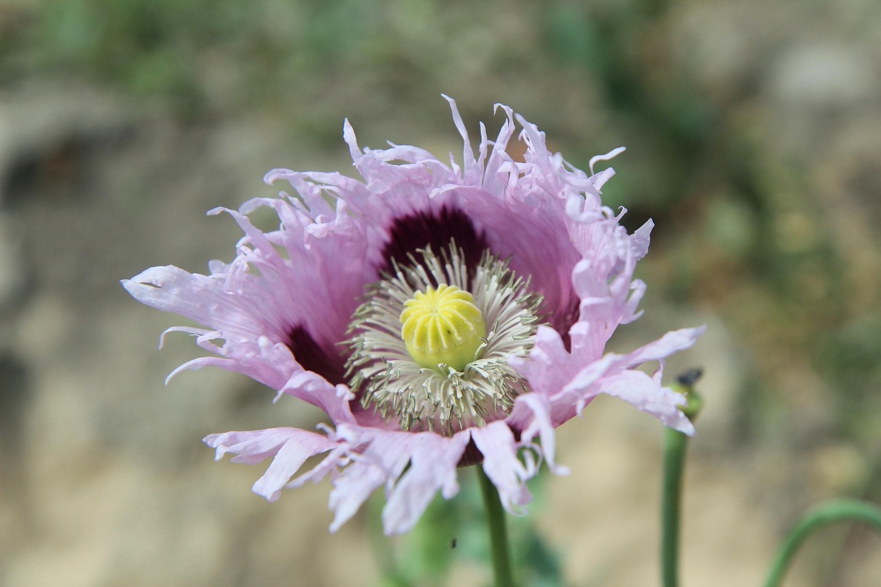 罂粟 罂粟花 开花 - Pixabay上的免费照片 - Pixabay