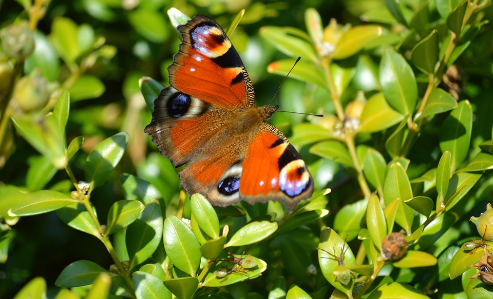 peacock-butterfly-7344210_960_720.jpg