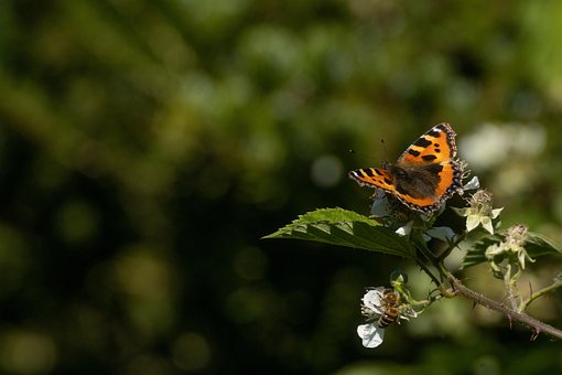 Sommerfugl, Bi, Smukke Blomster, Blomst