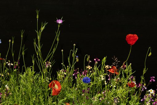 Blomster, Eng, Kornblomst, Landbrug