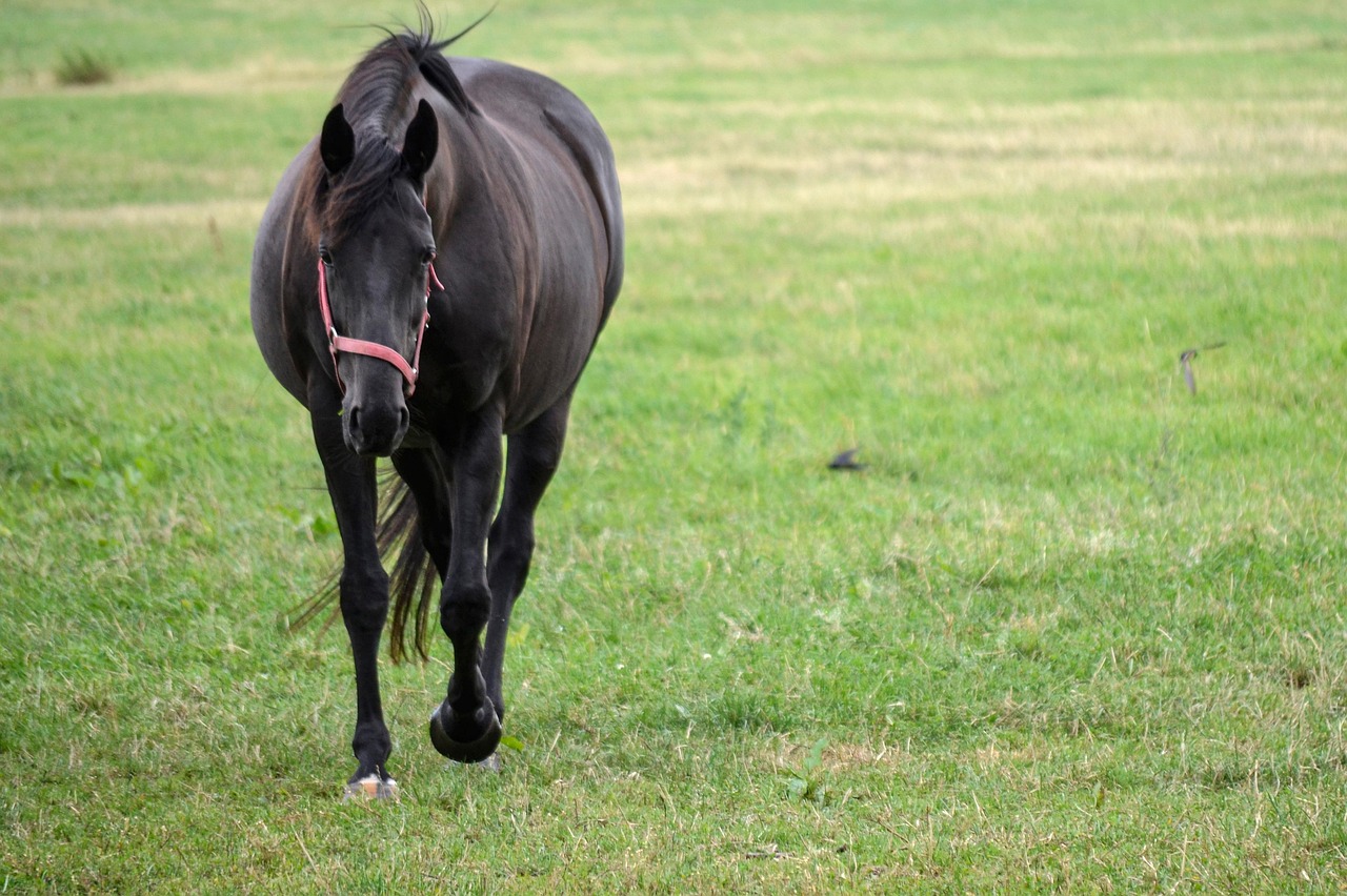 Horse Steps Farm Free photo on Pixabay Pixabay