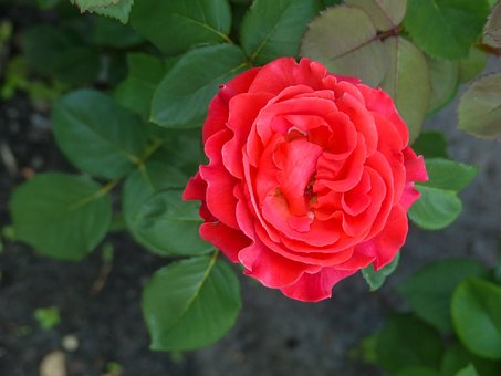 Blume, Rose, Blütenblätter, Flora