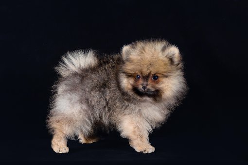 Free Dog Puppy photo and picture