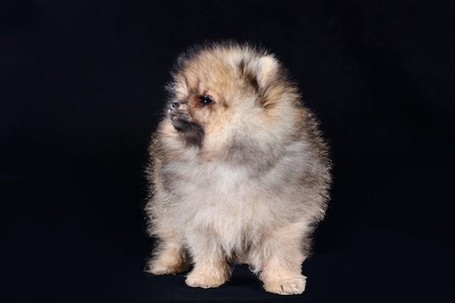Free Dog Puppy photo and picture