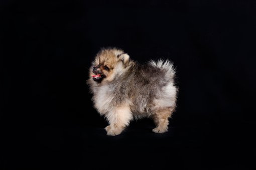 Free Dog Puppy photo and picture