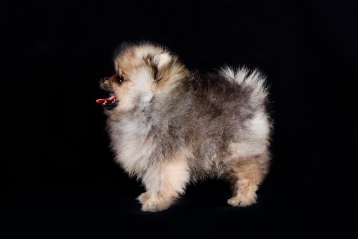 Free Dog Puppy photo and picture