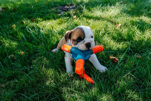 Free Dog Meadow photo and picture