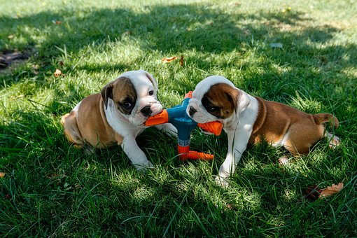 Free Dog Lit photo and picture