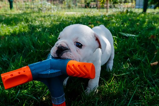 Free Dog Puppy photo and picture