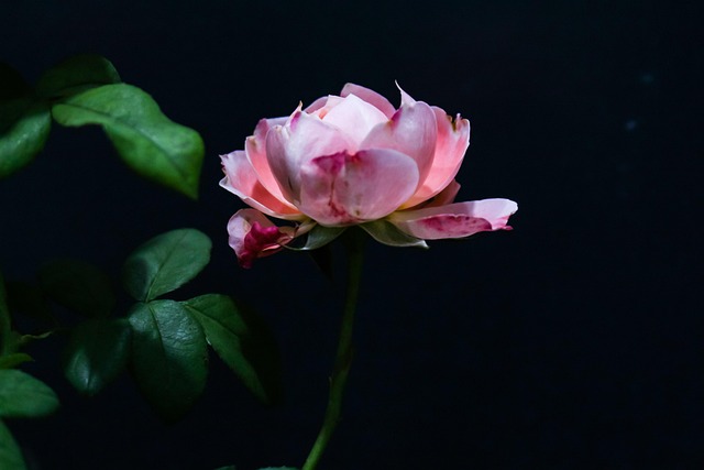 Flower Lotus Pink - Free photo on Pixabay - Pixabay