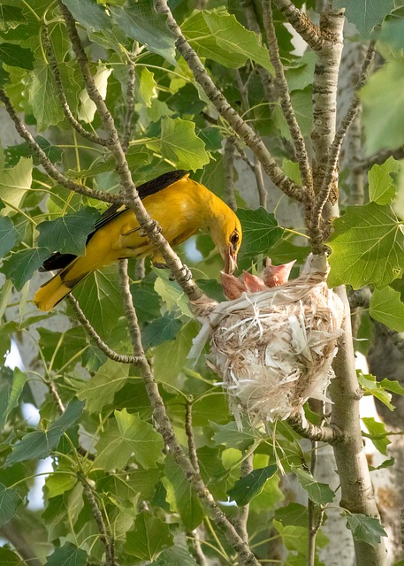 Free Bird Perched photo and picture