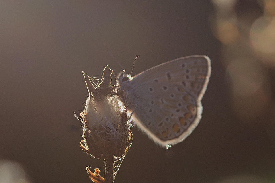 butterfly-7345345_960_720.jpg