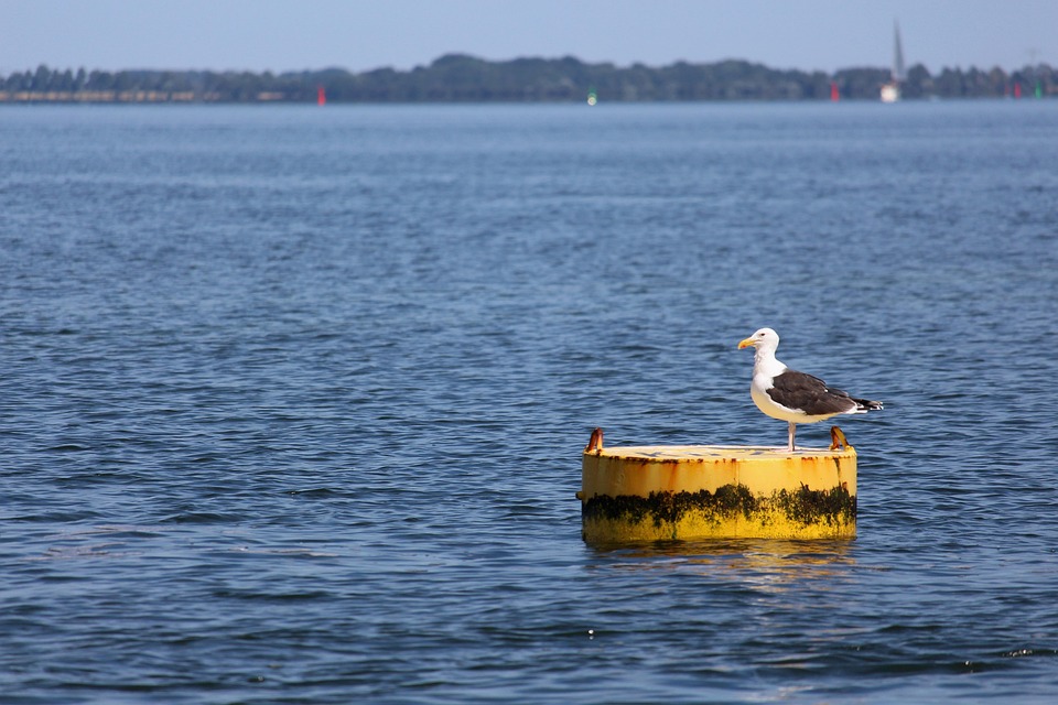 gull-7345373_960_720.jpg