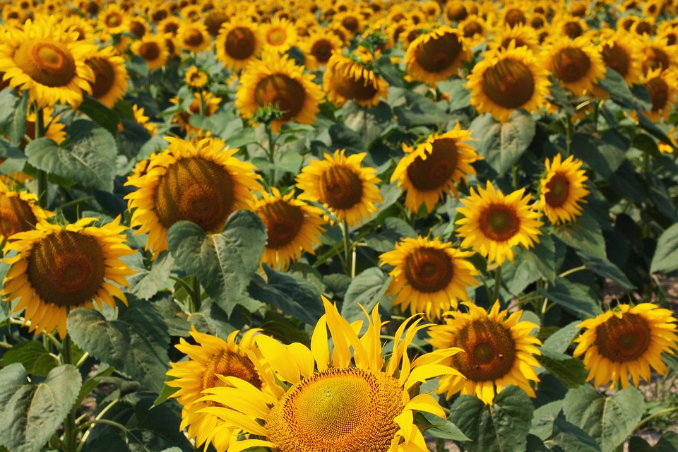 Sonnenblume Die Natur Sommer - Kostenloses Foto auf Pixabay
