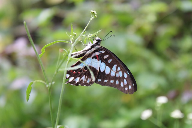 Borboleta, Flor, Fundo Flor, Polinizar
