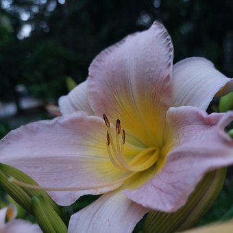 Lilie, Blume, Pinke Blume, Blütenblätter