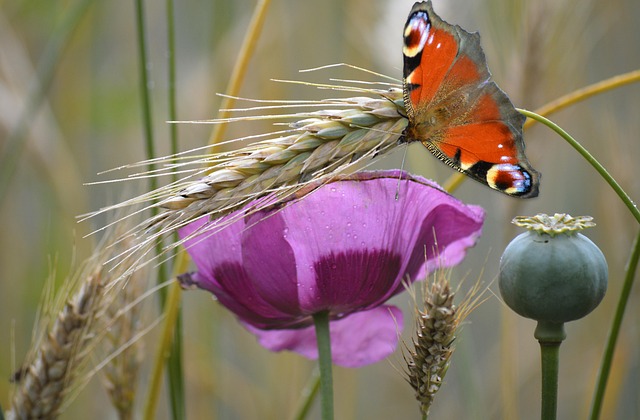 Amapola Mariposa Pavo Real - Foto gratis en Pixabay - Pixabay
