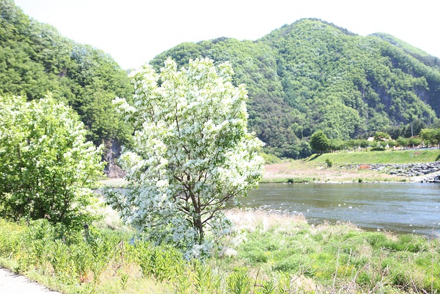 Pyeongchang, Frühling, Land, Fluss