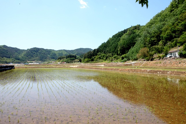 Reis Pflanzen, Land, Pyeongchang