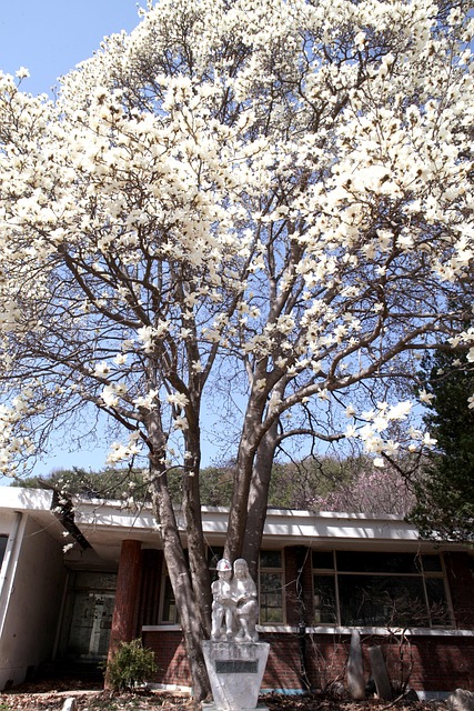 Magnolie, Mehrere Grundschule, Frühling