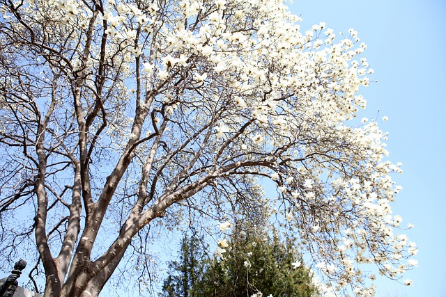 Magnolie, Frühling, Mehrere Grundschule
