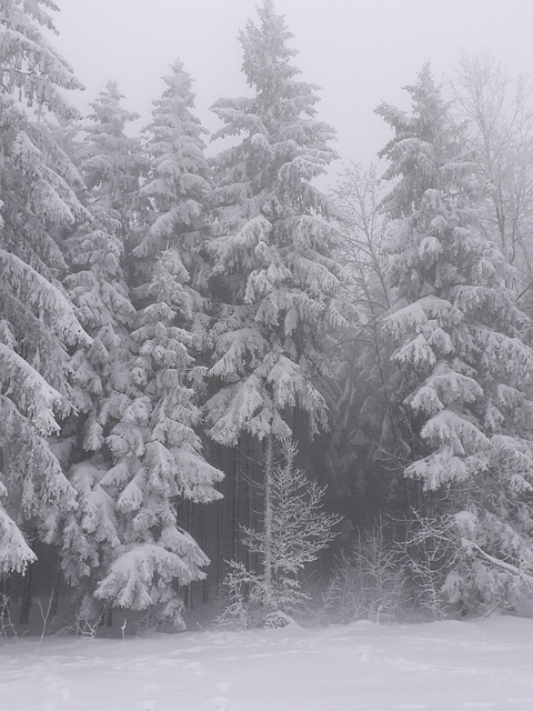 Free Nature Winter photo and picture