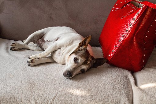 Jack Russell Terrier, Sofa, Hund, Dyr