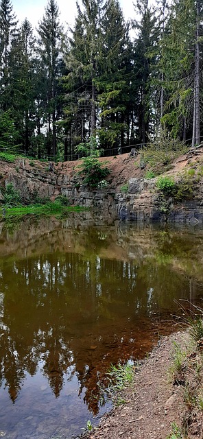 Free Nature Forest photo and picture
