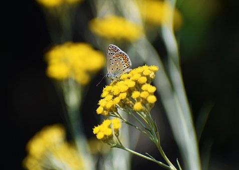Ropaloceri, Sommerfugl, Blomster