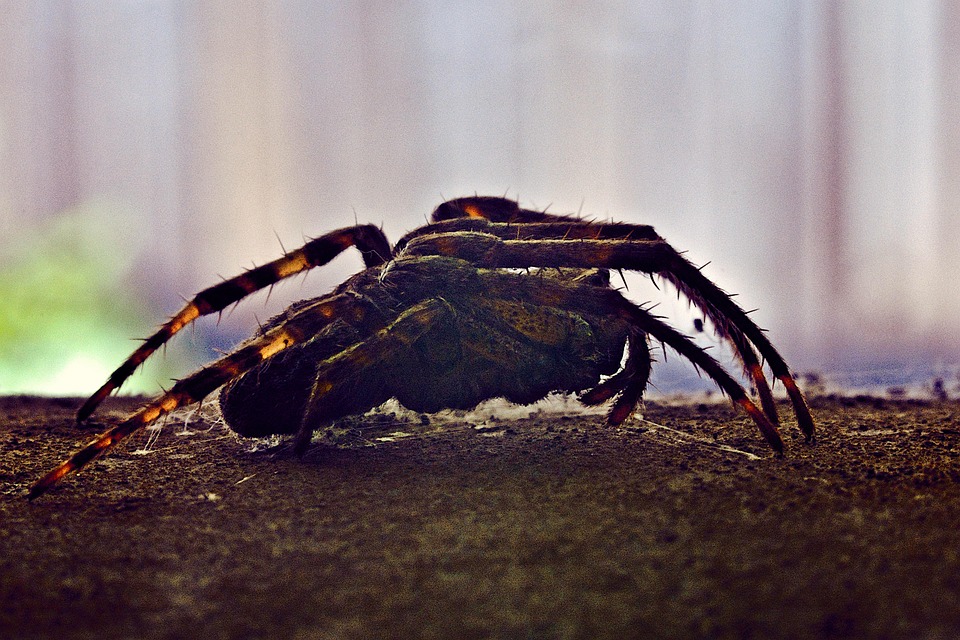 European Garden Spider Arachnid - Free photo on Pixabay - Pixabay