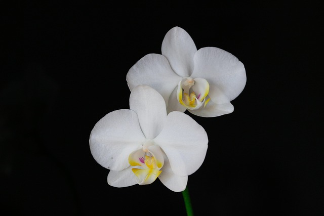 Free Flowers Orchid photo and picture