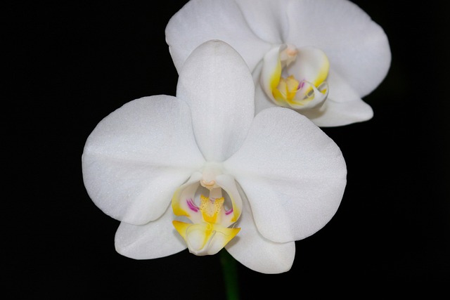 Free Flowers Orchid photo and picture