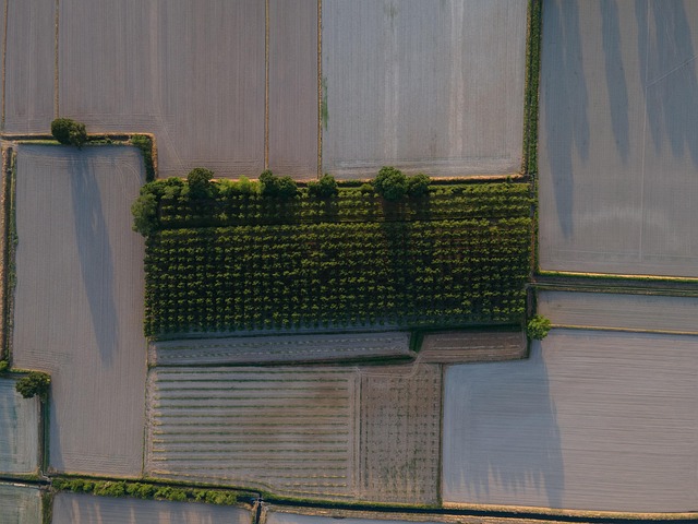 Free Field Forest photo and picture