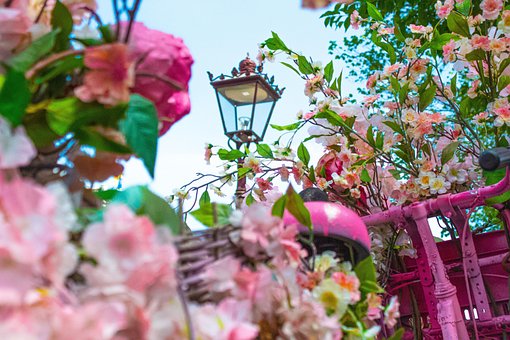 Amsterdam, Blomster, Vakre Blomster
