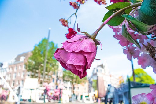 Roser, Blomst, Natur, By, Amsterdam