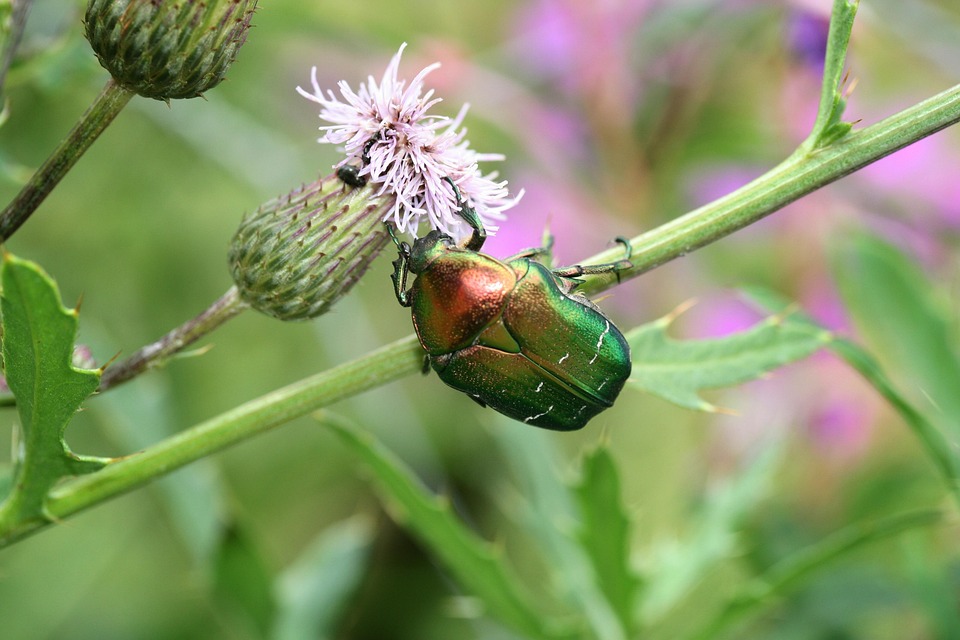 Rose Beetle Insect Thistle - Free photo on Pixabay - Pixabay