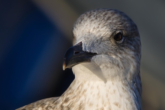 Gaivota, Pássaro, Aves Marinhas, Animal