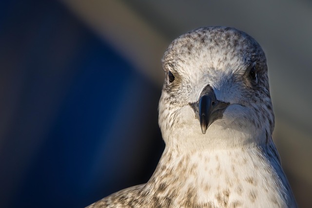 Gaivota, Pássaro, Aves Marinhas, Animal