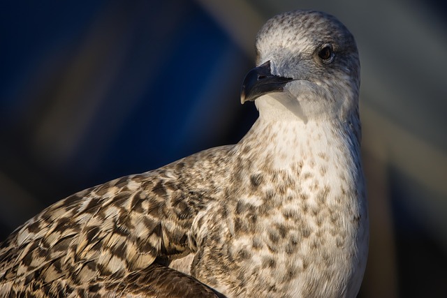 Gaivota, Pássaro, Aves Marinhas, Animal
